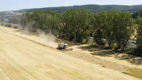 Aerial Drone Shot a Combine Harvester Works in a Field in a Rural Area on a Sunny Day