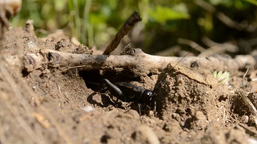 Black Beetle avec antennes