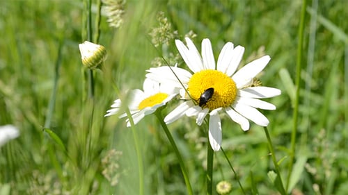 Beetle on Daisy in Grassy Field