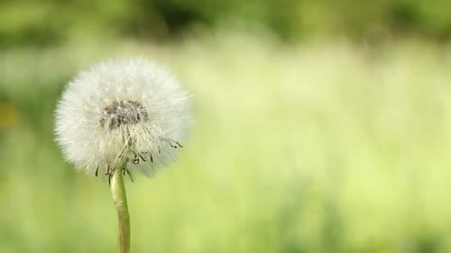 Löwenzahn-Blowball auf Wind