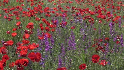 Rotes Mohnfeld