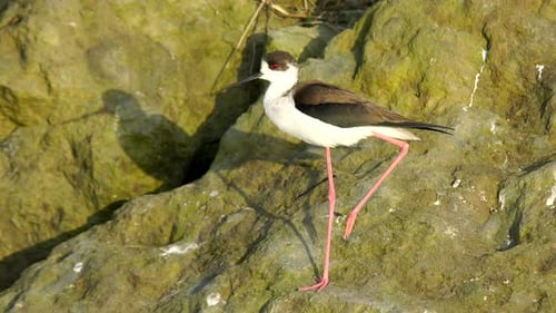 Stelze mit schwarzen Flügeln