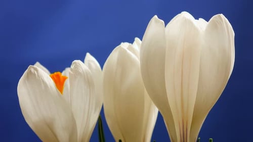 Flower Blossom