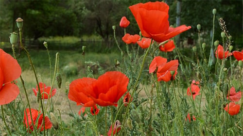 Mohnblumen auf dem Feld Nahaufnahme
