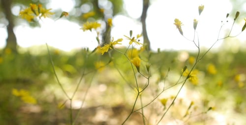 Yellow Wildflowers in a Green Grassy Meadow