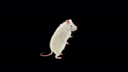 Animated Realistic White Rat Standing and Spinning Loop