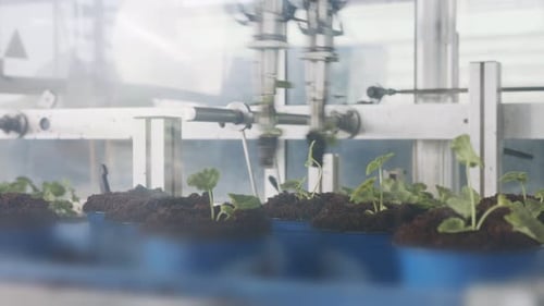 Robotic Arm Planting Seedlings on Production Line