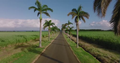 Luftaufnahme mit Blick auf die Kokospalmen, Autos, die auf der Straße vorbeifahren, Schöne Reise