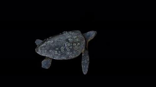 4K Turtle - Caretta Caretta Back View
