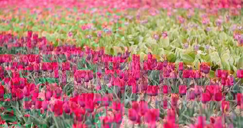Blooming Tulips on Agriculture Field