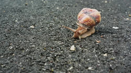 Snail (4K)