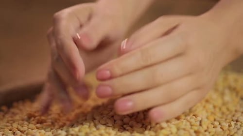 Manos de cocinera comprobando la calidad de los guisantes, seleccionando alimentos orgánicos, dieta saludable