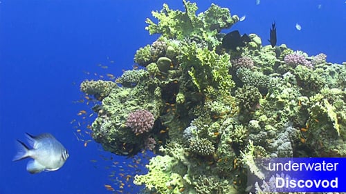 Colorful Fish on Vibrant Coral Reef 13