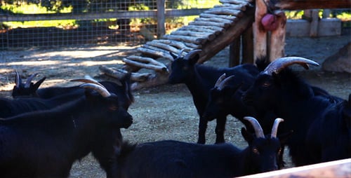 Goats