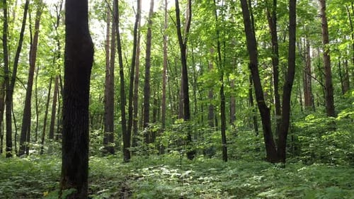 Inside The Forest Through The Trees