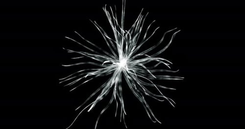 Holograma de células orgânicas