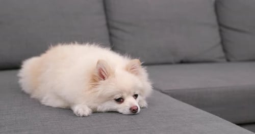 White Dog Resting on a Gray Couch