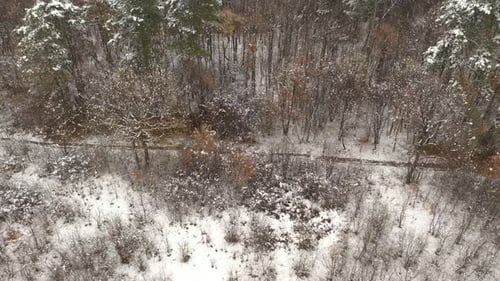 Rotation around snowed forest path 4K aerial footage