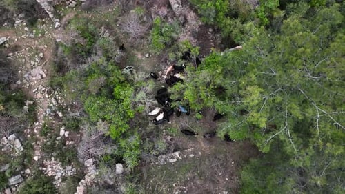 Herd of sheep in the mountains aerial view 4 K