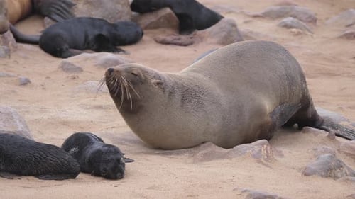 Sea lion with itchy fur at Cape Cross Seal Reserve