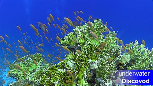 Schwarm roter Fische am Korallenriff 2