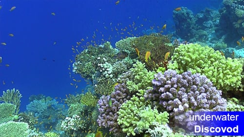 Colorful Fish on Vibrant Coral Reef 19