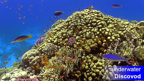 Colorful Fish on Vibrant Coral Reef 21
