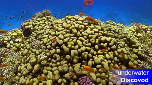 Colorful Fish on Vibrant Coral Reef 22
