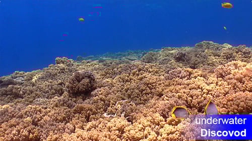 Colorful Fish on Vibrant Coral Reef 23