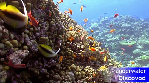 Colorful Fish on Vibrant Coral Reef 24