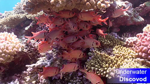 Shoal of Red Fish on Coral Reef 5