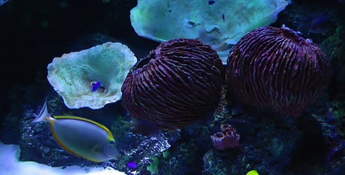 Aquarium 3