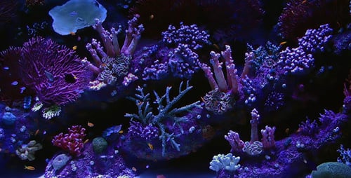 Aquarium 2