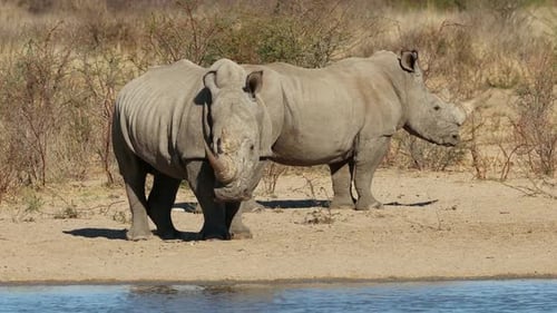 White Rhinoceros At A Waterhole - South Africa