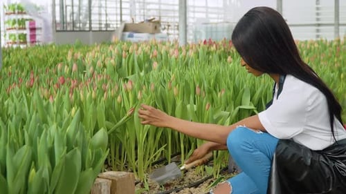 Woman Gardening Tulips in a Greenhouse