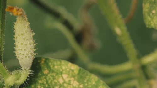 Organic Green Cucumbers Growing on Vines In Vegetable Garden