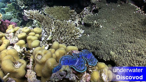 Colorful Sponge on Vibrant Coral Reef 1