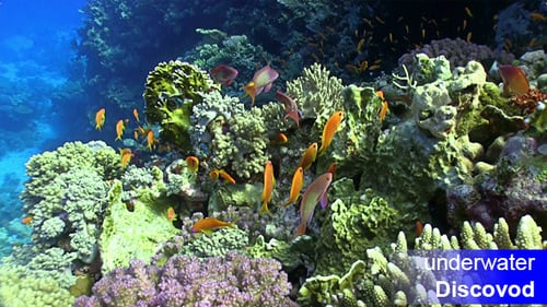 Colorful Fish on Vibrant Coral Reef 28