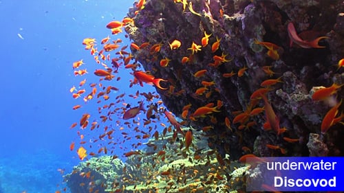Shoal of Red Fish on Coral Reef 8