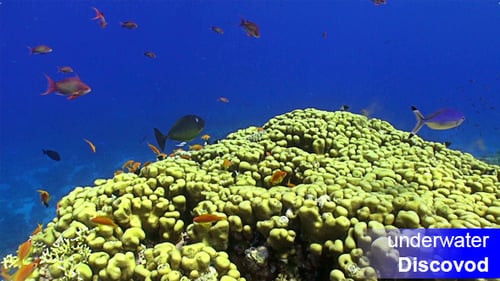 Colorful Fish on Vibrant Coral Reef 32