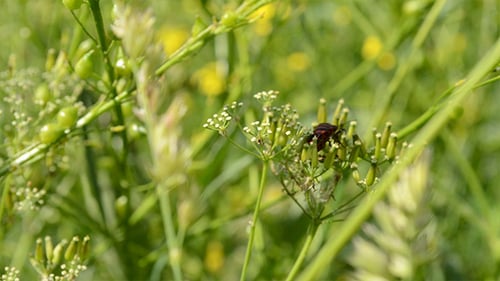 Red Bug