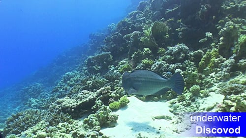 Colorful Fish on Vibrant Coral Reef 34