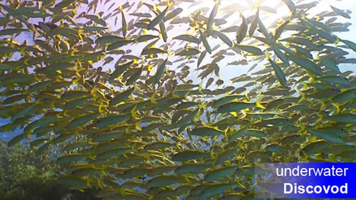 Shoal of Yellow Fish on Coral Reef 6