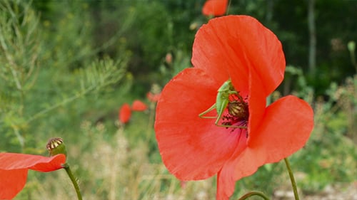 Sauterelle sur fleur de pavot