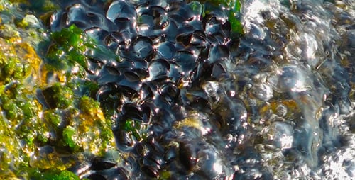 Mussel in the Sea