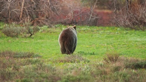 Brown Bear Walking Through Green Grassy Meadow