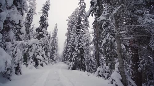 Road in the snow-covered forest.
