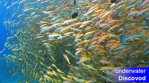 Schwarm gelber Fische am Korallenriff 15