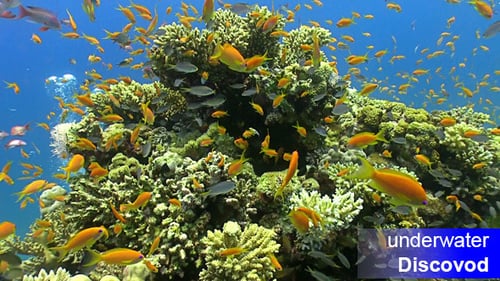 Shoal of Red Fish on Coral Reef 5