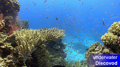Farbenfrohe Fische auf dem lebendigen Korallenriff